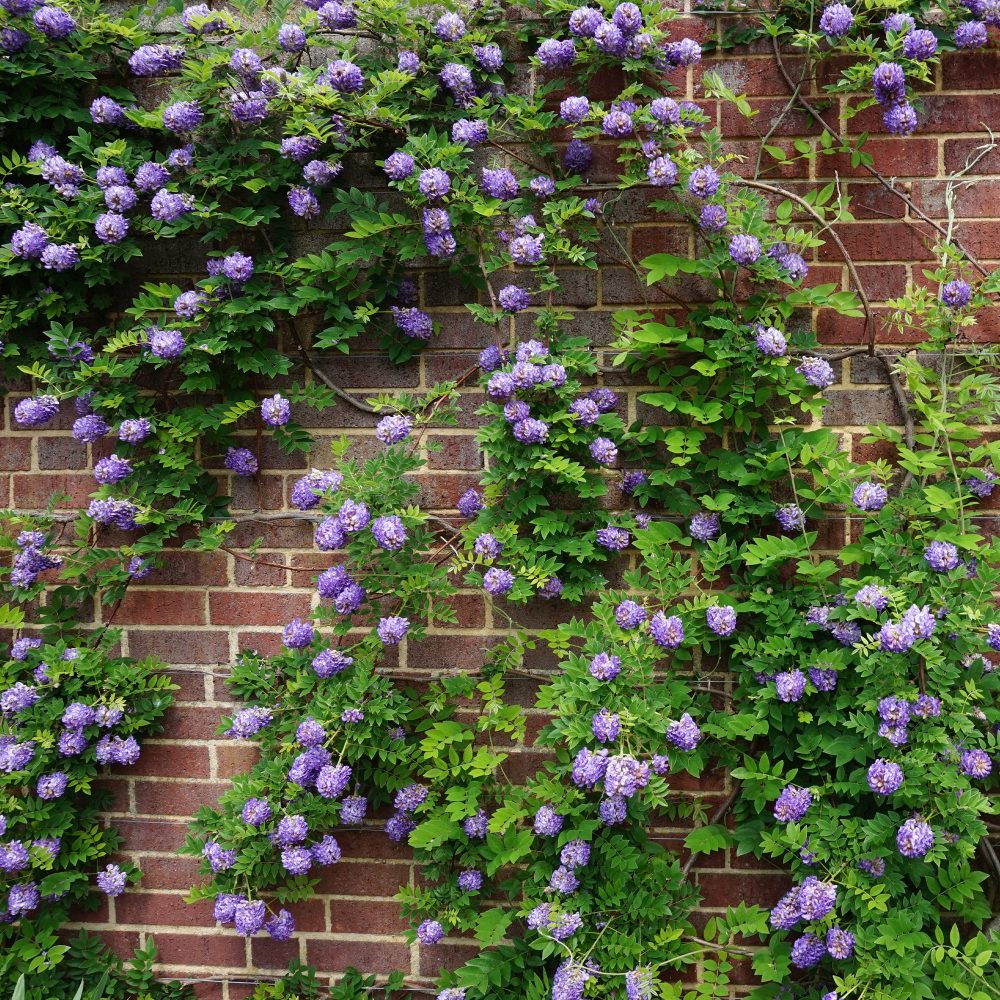 Glycine Toujours en fleurs Wisteria frutescens Longwood Purple