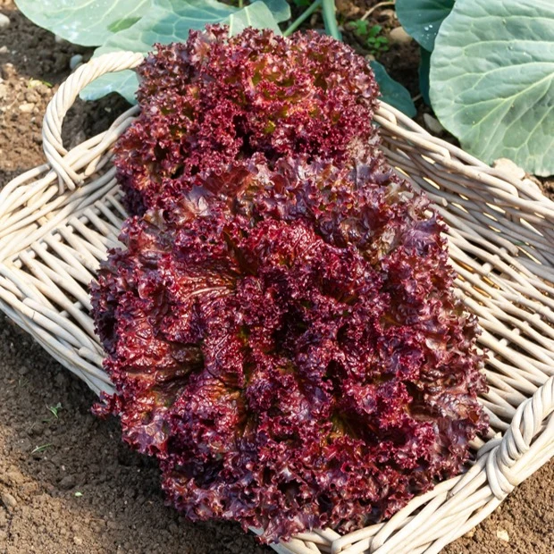 Laitue Lollo Rossa Lactuca sativa lollo rossa