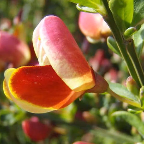 2 x Genêt 'Maria Burkwood' – Cytisus 'Maria Burkwood', 40, 60 cm pot
