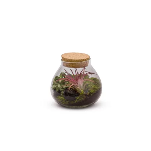 Terrarium bulle light fittonia et tillandsia taille L Ø 20,5 x H 20 cm