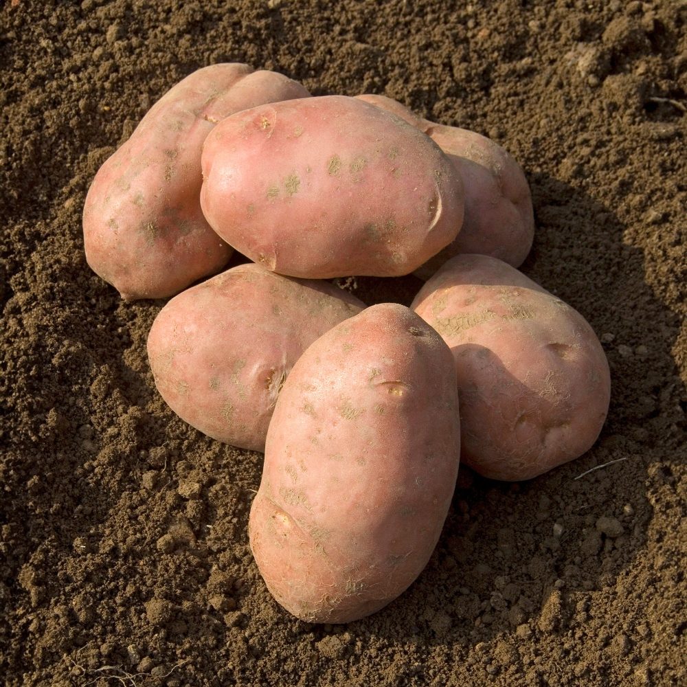 Pomme de terre Désirée Solanum tuberosum désirée