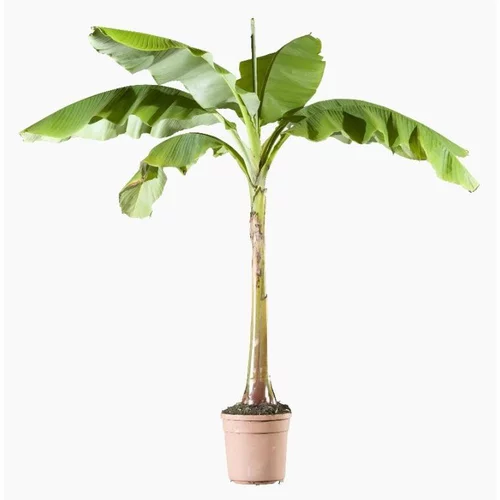 Musa Basjoo (Bananier du Japon) 125/150 en pot de 10 L vert
