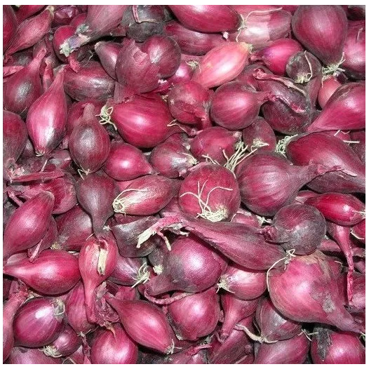Plants bio : Oignon rouge Red Baron - 500 gr