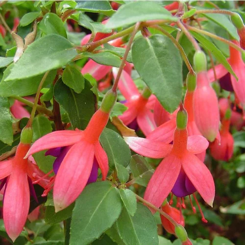 Fuchsia 'Mrs Popple' - Le pot de 2 litres