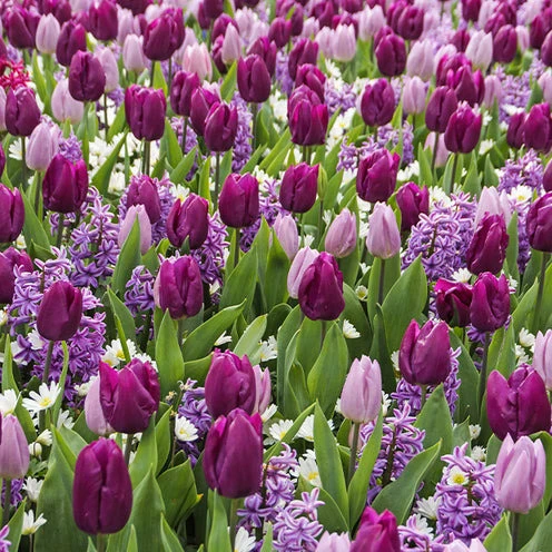 25 Bulbes de fleurs Royal Purple en mélange Hyacinthus, Tulipa, Anemone