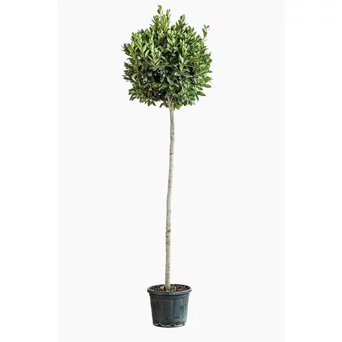 Laurier sauce (Laurus Nobilis) ½ tige. Le pot de 9 litres