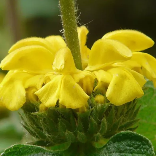 Graines bio de Phlomis jaune
