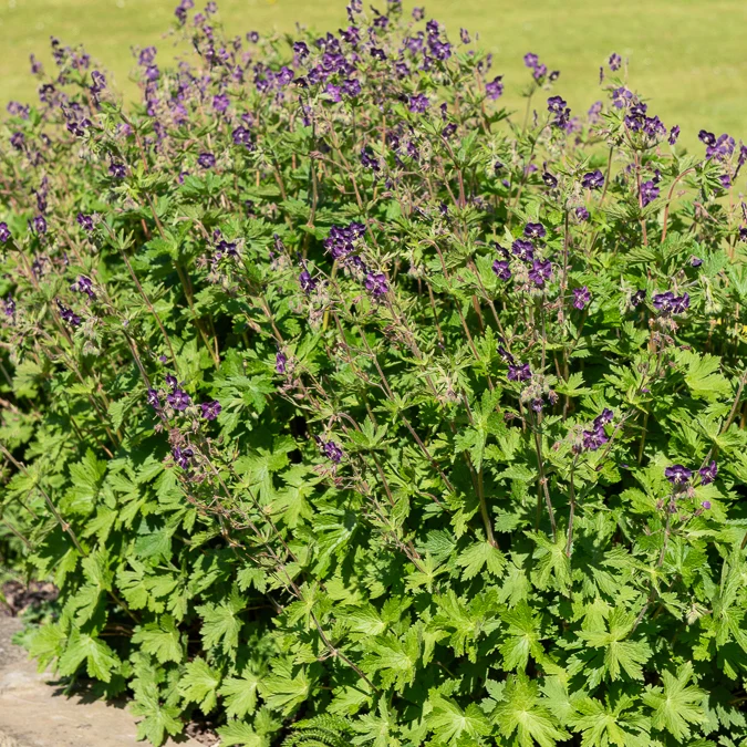 Géranium vivace livide Geranium phaeum