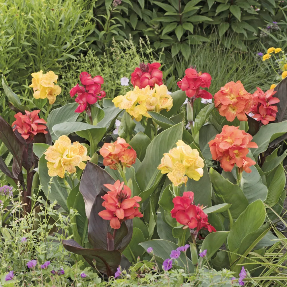4 Cannas pour bordure en mélange Canna happy (emily, carmen, wilma, cleo)