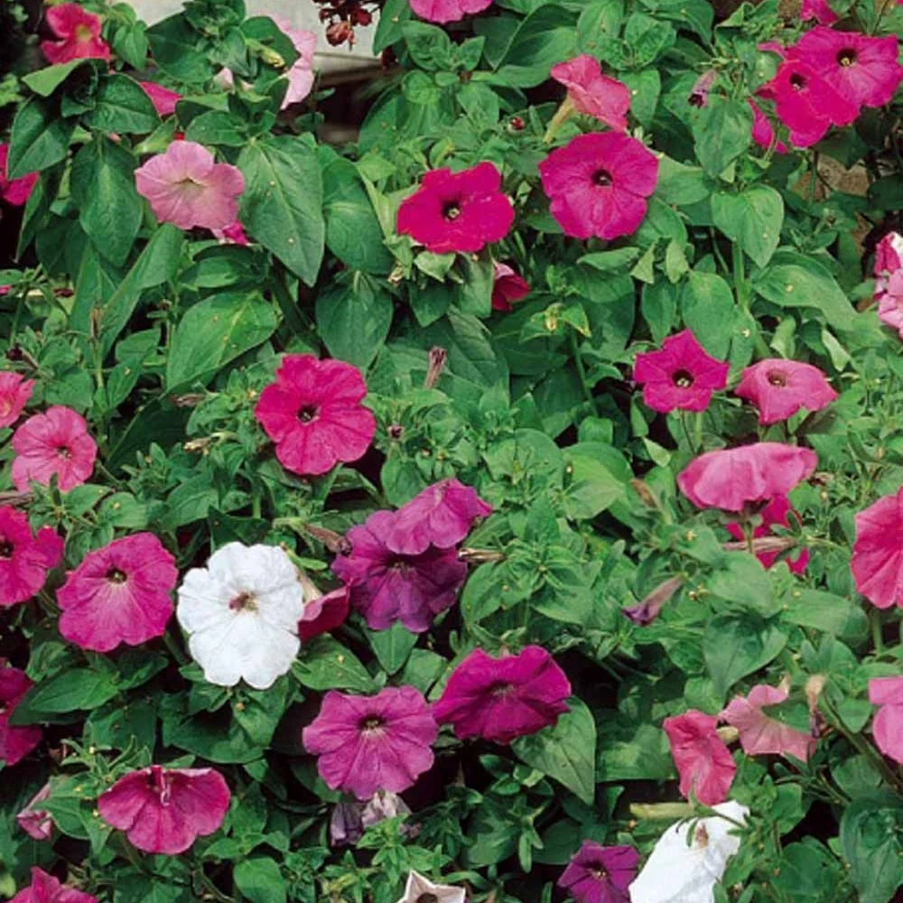 Pétunias à fleurs Balcony en mélange Petunia x hybrida pendula