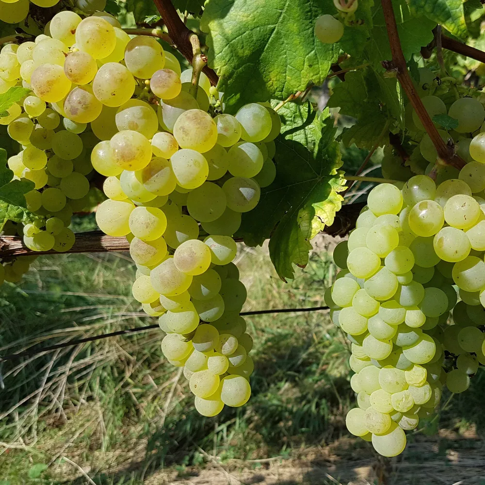 Vigne Chasselas de Fontainebleau Vitis vinifera chasselas de fontainebleau