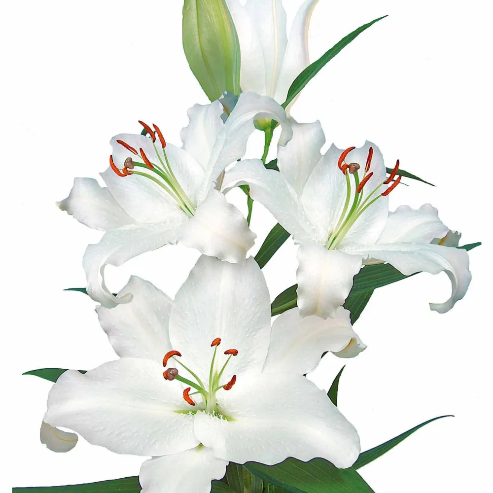 3 Lis orientaux Nova Zembla Lilium orientalis nova zembla