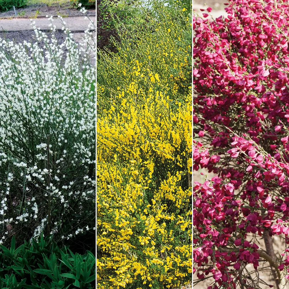Haie de 3 Genêts : blanc, rouge, jaune Cytisus praecox allgold, albus, boskoop ruby