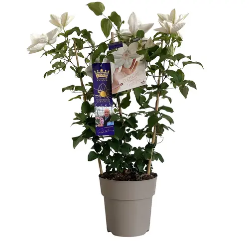 Clématite variée Raymond Evison - en pot de 3 L