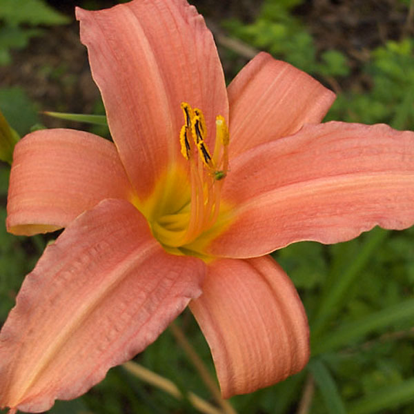 6 x Lis d'un jour 'Pink Damask' | Hemerocallis 'Pink Damask' – godet 9cm x 9cm