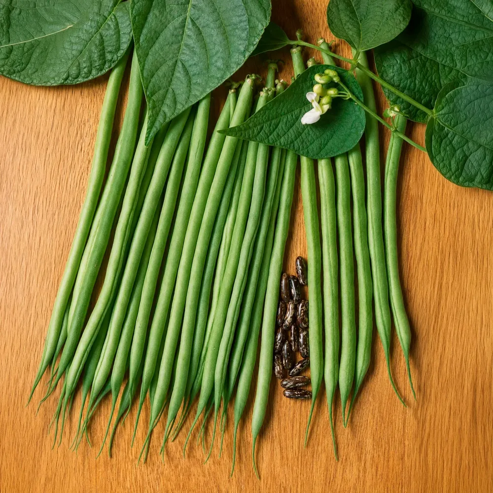 Haricot fin Molière Phaseolus vulgaris molière
