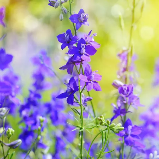 Pied d'alouette bleu | Graines bio et reproductibles de fleurs