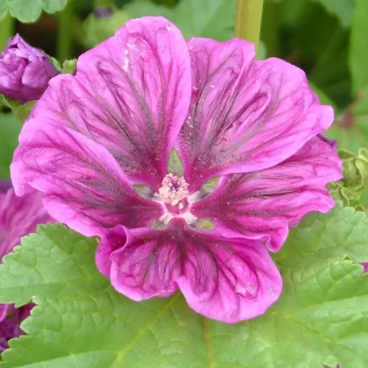 Mauve de Mauritanie | Graines de fleurs bio et reproductibles