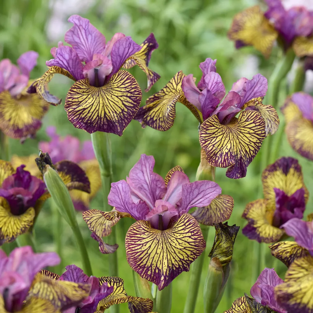 Iris de Sibérie Juniper Leigh iris sibirica juniper leigh