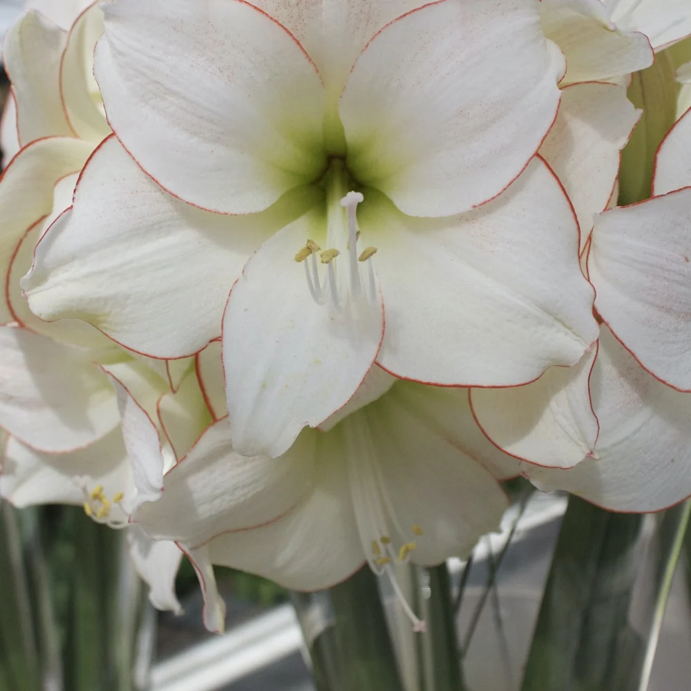 Amaryllis Picotee Hippeastrum picotee