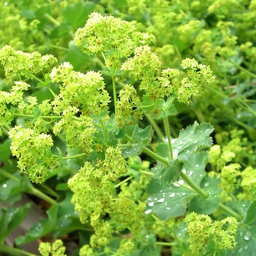 Alchemilla Mollis Irish Silk. Le pot de 1 litre