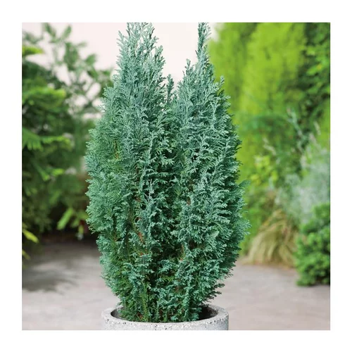 Cyprès de Lawson - pot 2 L
