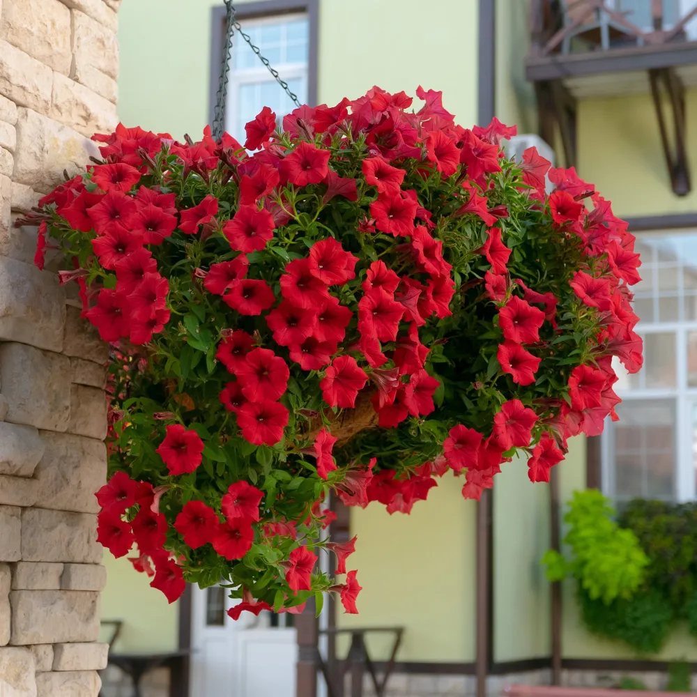 3 Pétunias retombants rouges Petunia