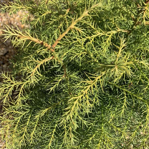 Cèdre du Japon Elegans Viridis vert. Le pot de 7,5 litres, 80/100 cm