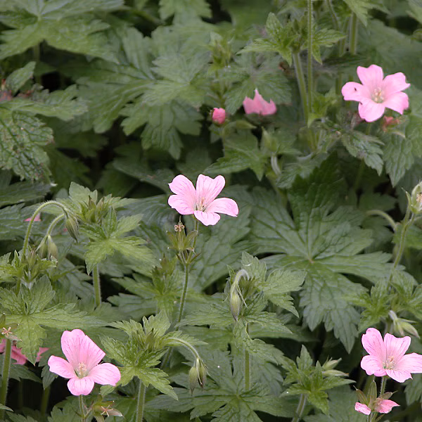 6 x Géranium vivace d'Endress – Geranium endressii, godet 9cm x 9cm