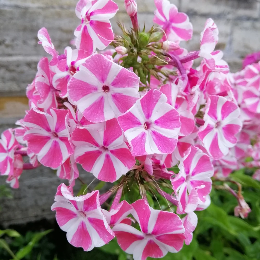 Phlox paniculé Peppermint Twist Phlox paniculata Peppermint Twist