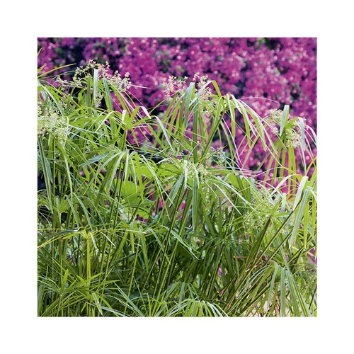 Papyrus en pot de 5 litres