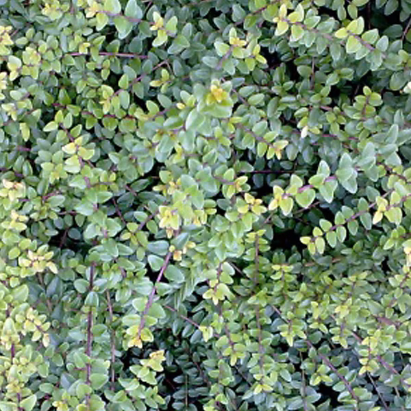 2 x Chèvrefeuille à feuilles de buis 'Ernest Wilson' | Lonicera nitida 'Ernest Wilson' – 25 – 30 cm pot