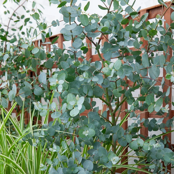 Eucalyptus gunnii Eucalyptus gunnii