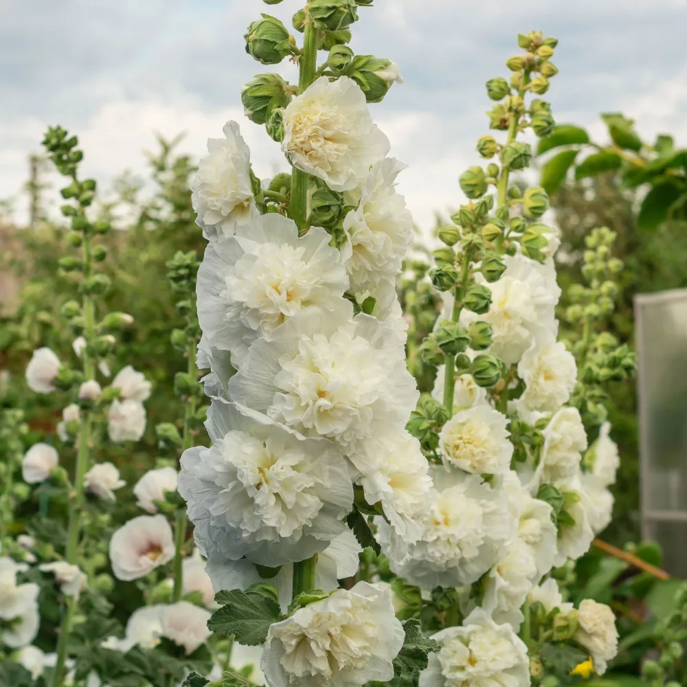 Rose trémière double Blanche Alcea rosea Chater's double blanc