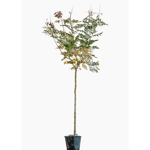 (Koelreuteria Paniculata). Le pot de 5 litres