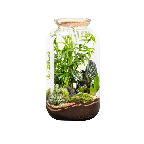 Terrarium autonome botanic® Bonbonne Classic Mix - Taille M Ø 23 cm H 41 cm