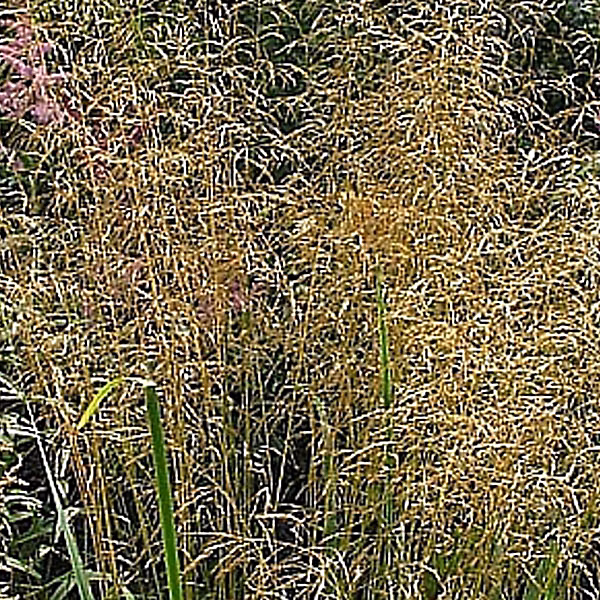 6 x Canche cespiteuse – Deschampsia cespitosa 'Bronzeschleier', godet 9cm x 9cm