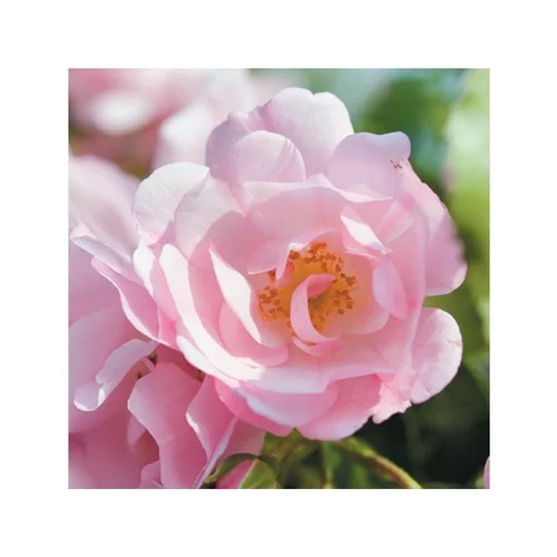 Rosier mareva rose avec pot bleu de 5 L