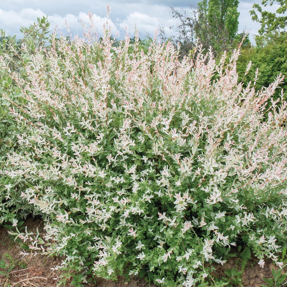 5 saules crevette - Haie de 3m linéaire Salix integra Hakuro Nishiki