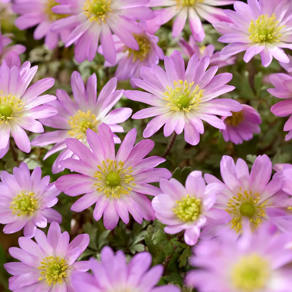 Anémone Pink Star Anemone blanda Pink Star