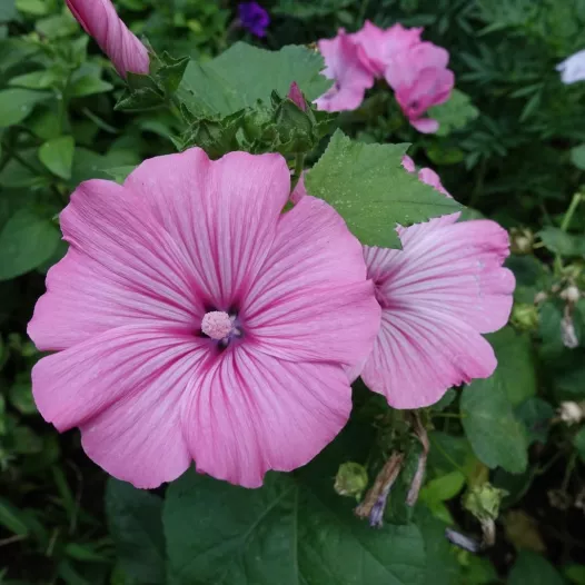 Lavatère rose à grandes fleurs | Graines bio et reproductibles