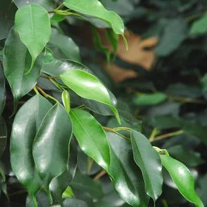 Ficus. Le pot Ø 21 cm