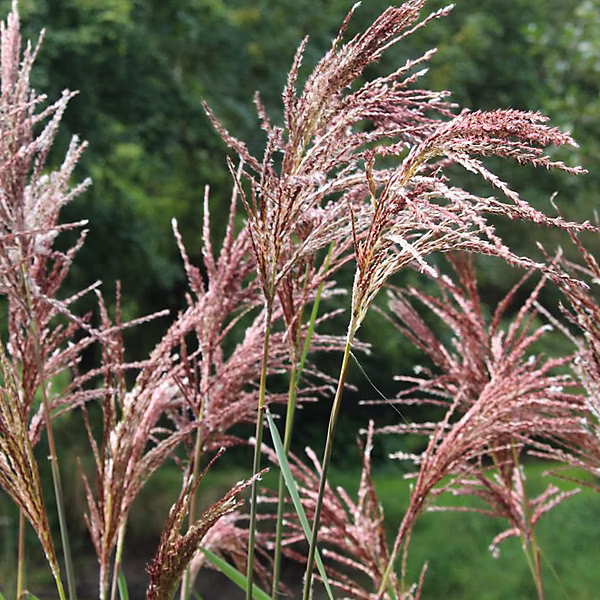 6 x Eulalie 'Malepartus' – Miscanthus sinensis 'Malepartus', godet 9cm x 9cm