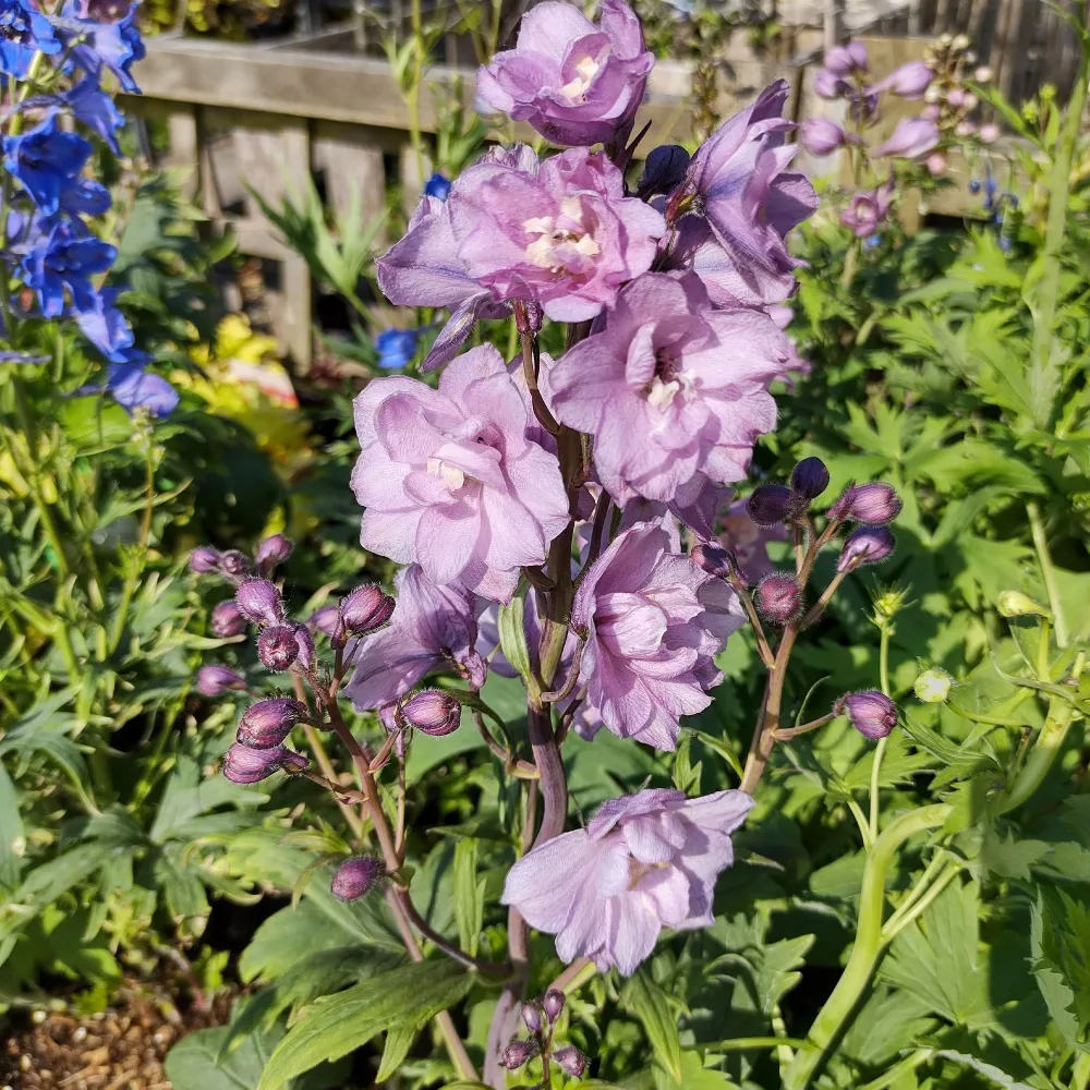 Delphinium géant Astolat Delphinium Pacific Astolat