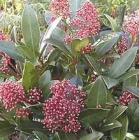Skimmia - Le pot de 6 litres