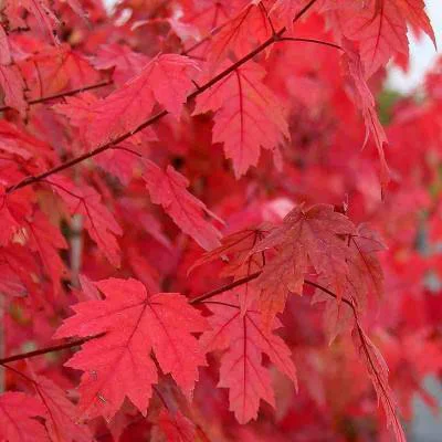 Érable De Freeman Autumn Blaze. Le pot de 30 litres
