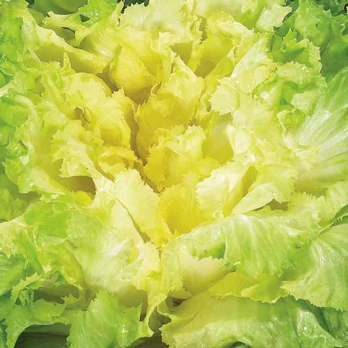 Chicoree Scarole Seance Bio. La barquette de 12 plants