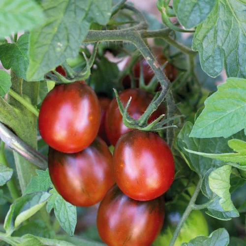 Tomate Cerise Allongée Prune Noire bio. Le pot de 9 x 9 cm