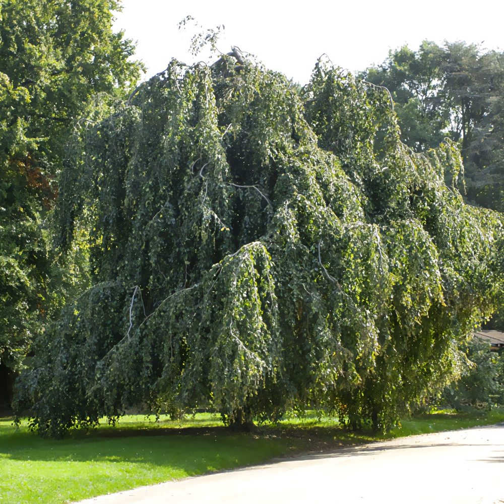 Hêtre pleureur Fagus sylvatica Pendula