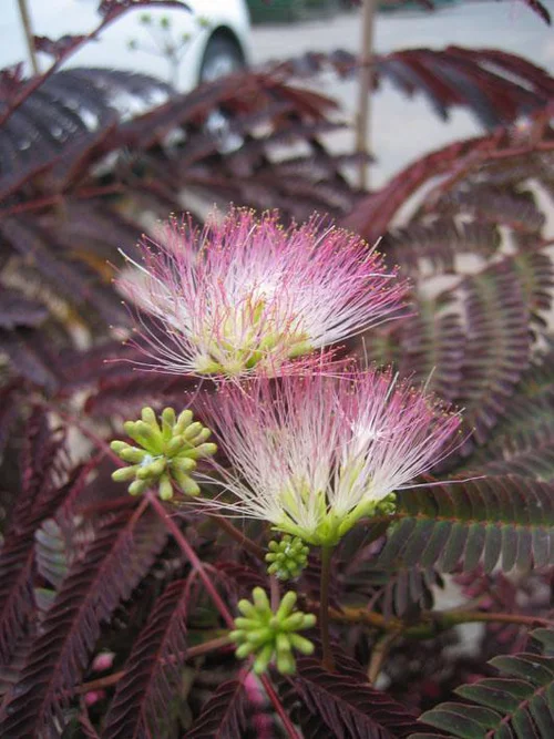 Albizia Summer Chocolate. Le pot de 30 litres